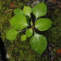 Impatiens taprobanica Hiern
